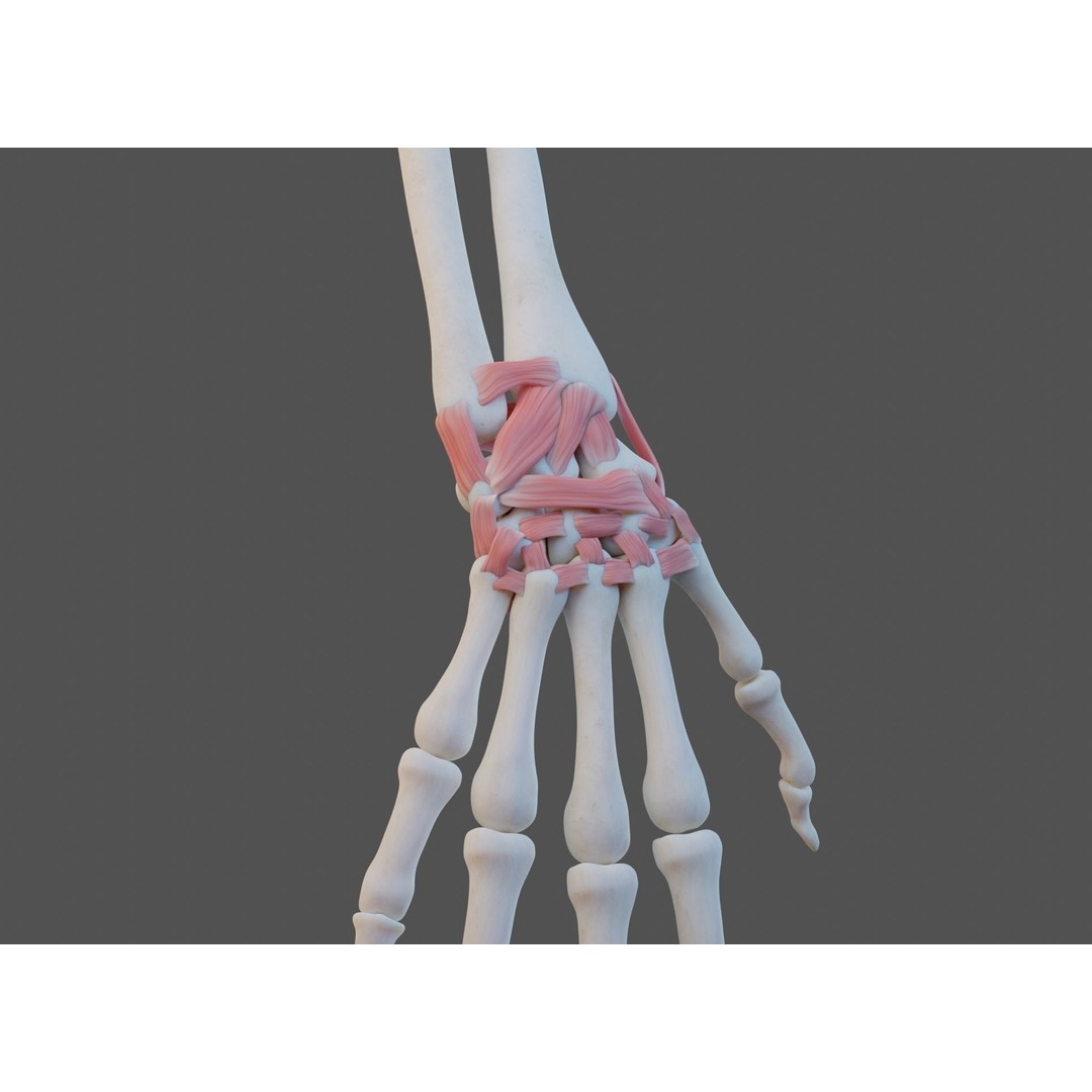 Wrist Joint Ligaments 3D Model – Anatomically Correct Medical Asset, FBX - View 3