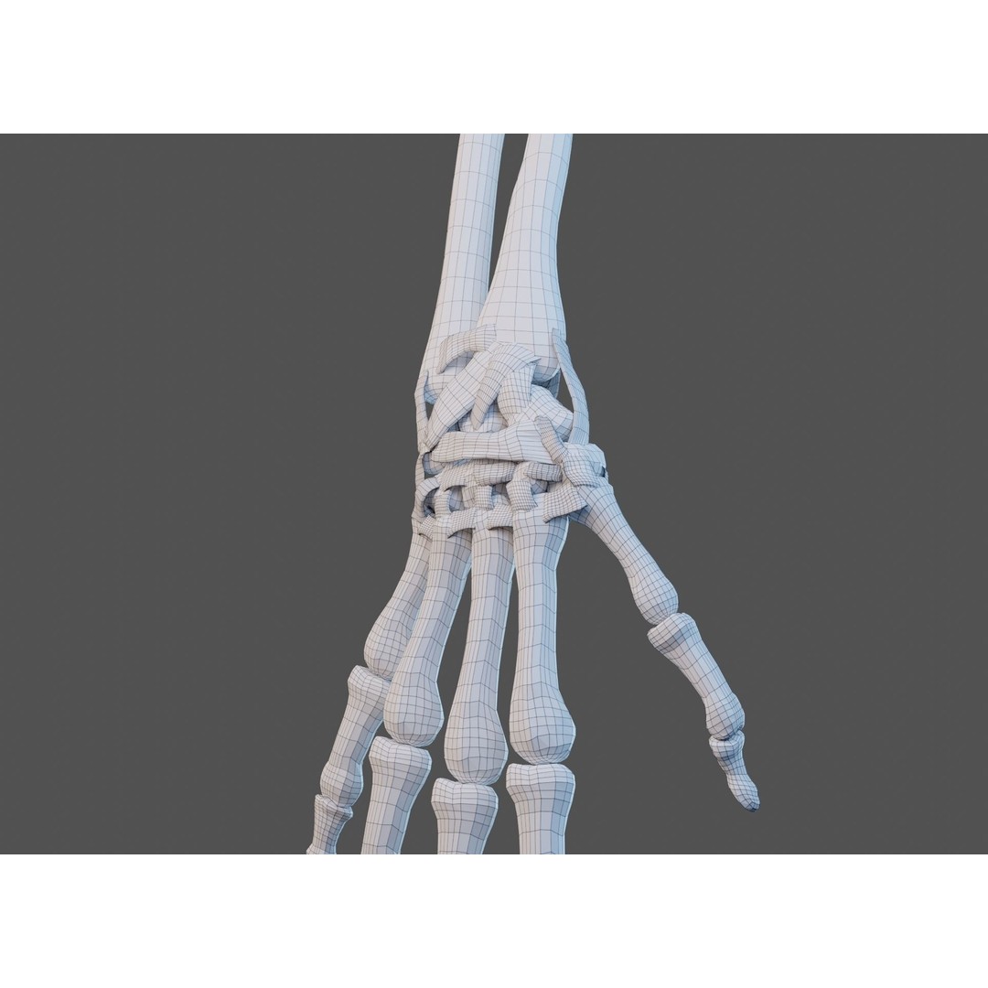 Wrist Joint Ligaments 3D Model – Anatomically Correct Medical Asset, FBX - View 30