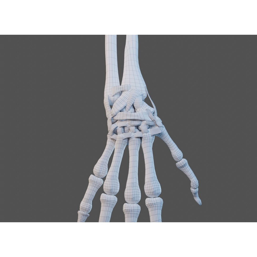 Wrist Joint Ligaments 3D Model – Anatomically Correct Medical Asset, FBX - View 31
