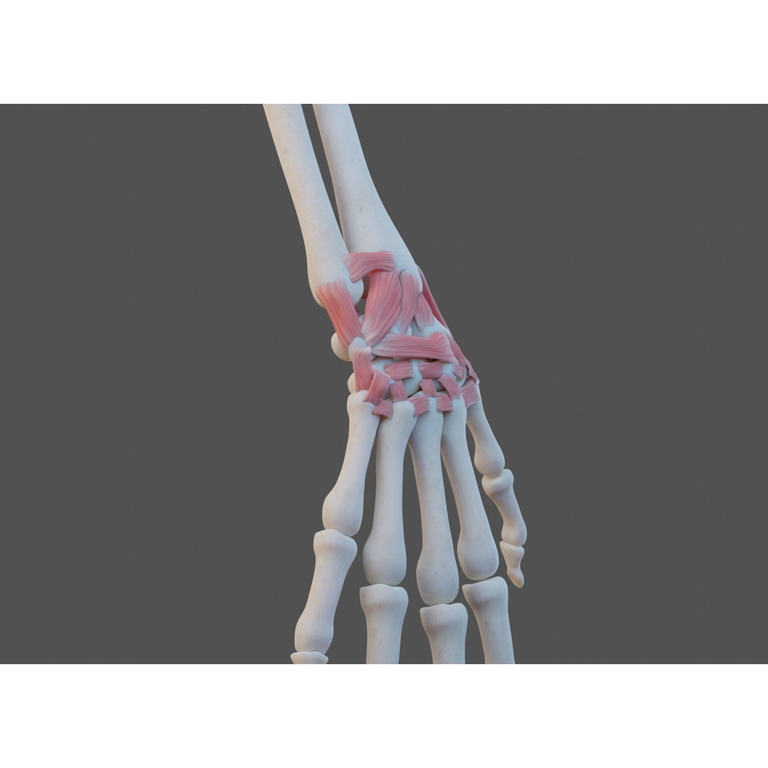 Wrist Joint Ligaments 3D Model – Anatomically Correct Medical Asset, FBX - View 4