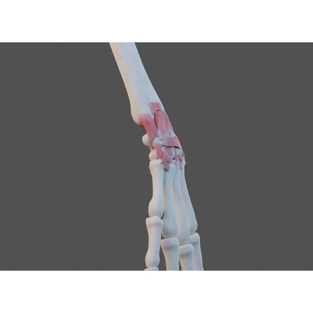 Wrist Joint Ligaments 3D Model – Anatomically Correct Medical Asset, FBX - View 5