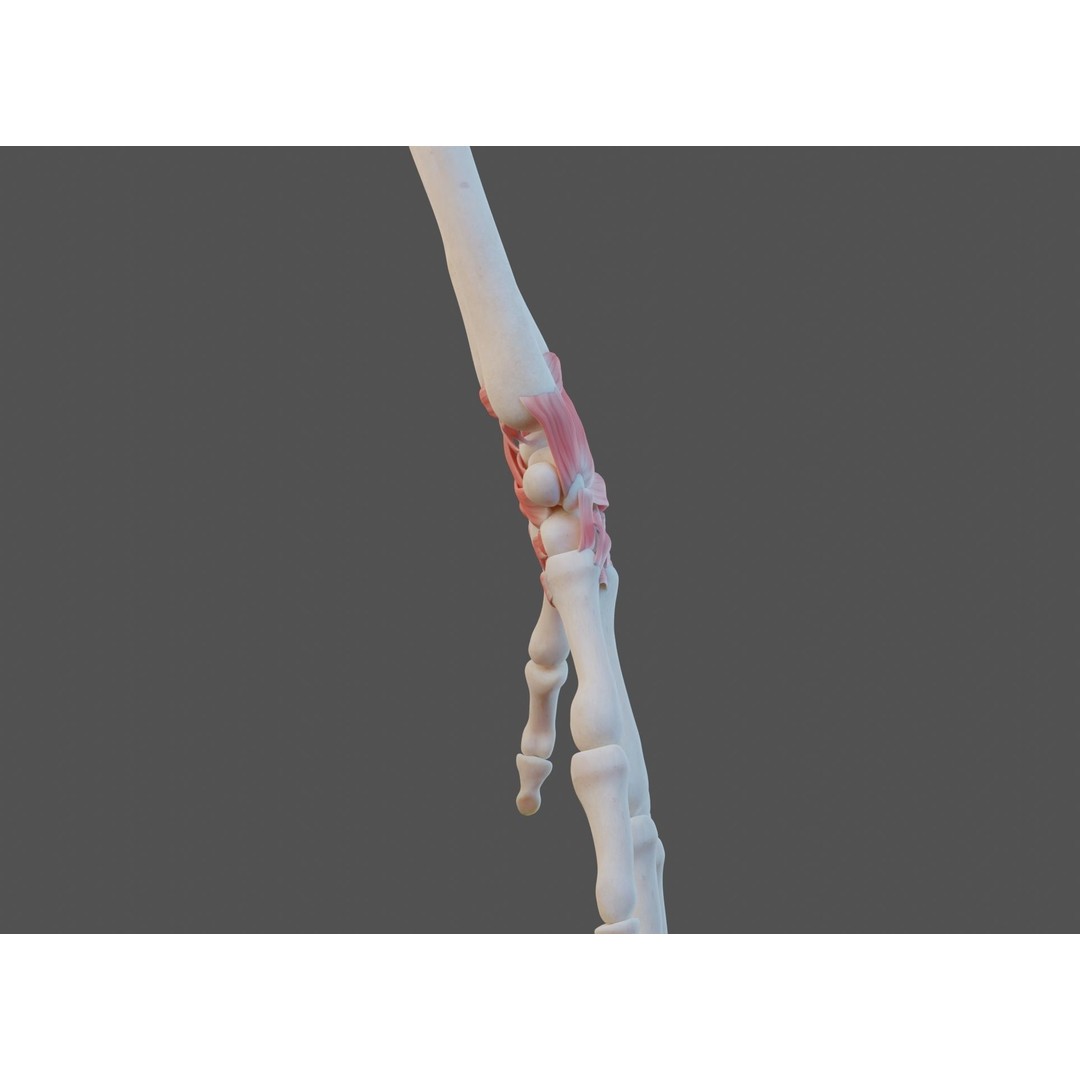 Wrist Joint Ligaments 3D Model – Anatomically Correct Medical Asset, FBX - View 6