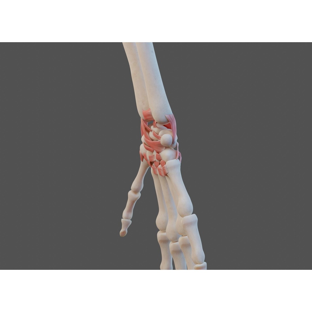 Wrist Joint Ligaments 3D Model – Anatomically Correct Medical Asset, FBX - View 7