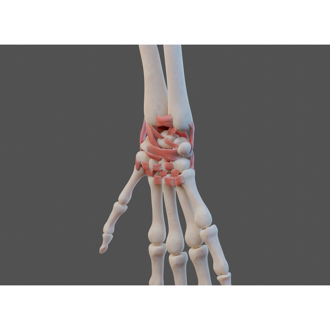 Wrist Joint Ligaments 3D Model – Anatomically Correct Medical Asset, FBX - View 8