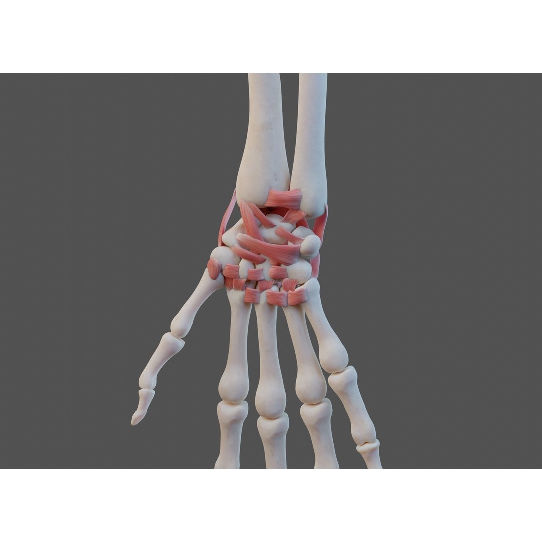 Wrist Joint Ligaments 3D Model – Anatomically Correct Medical Asset, FBX - View 9
