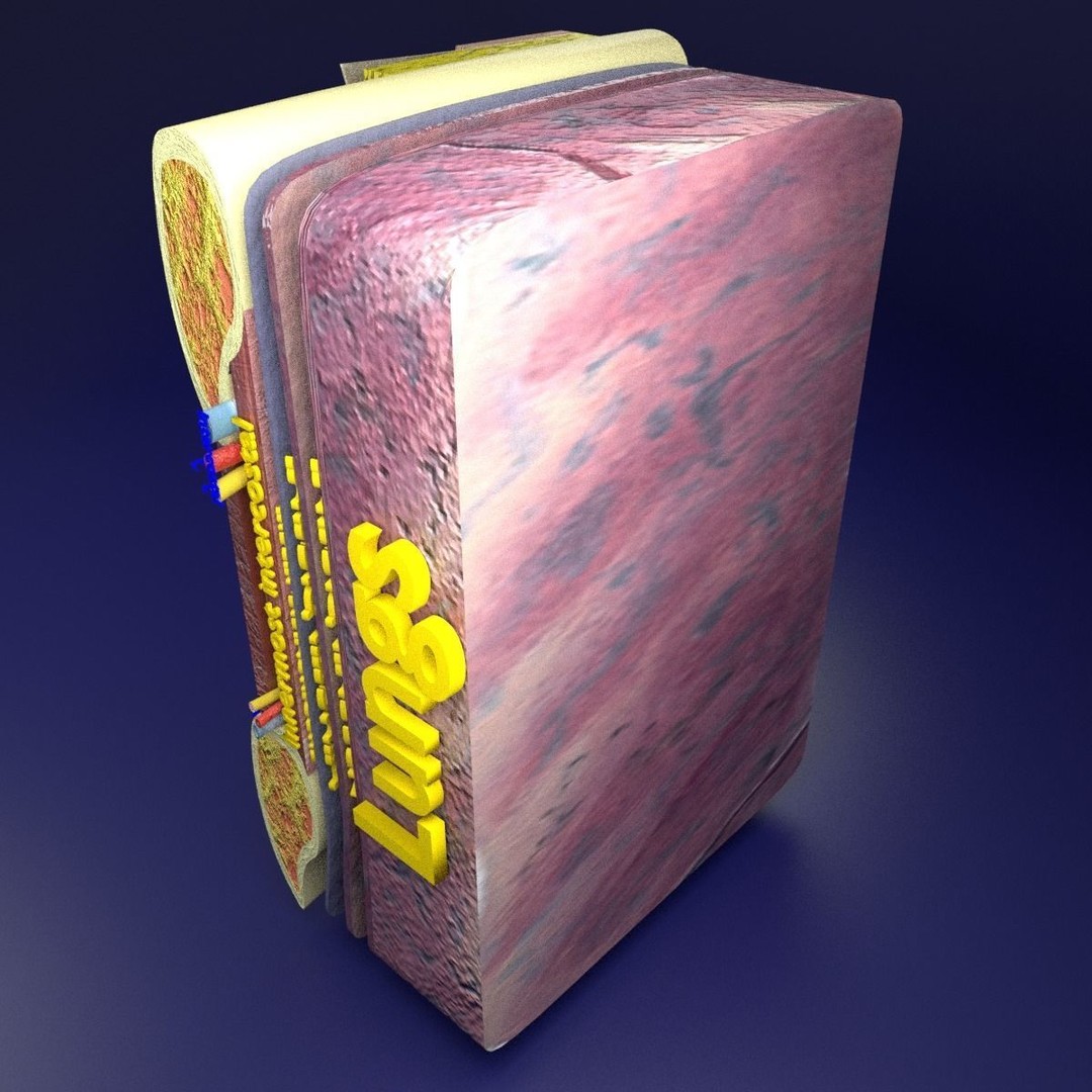 Thoracic Wall Layers 3D Model – Detailed Medical Asset, Blender, FBX, OBJ - View 10
