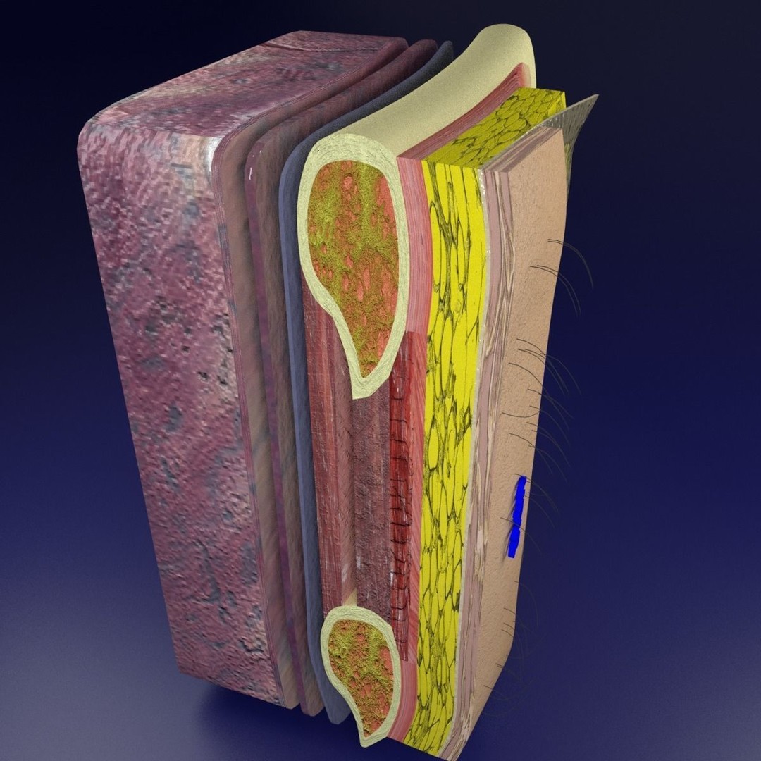 Thoracic Wall Layers 3D Model – Detailed Medical Asset, Blender, FBX, OBJ - View 11