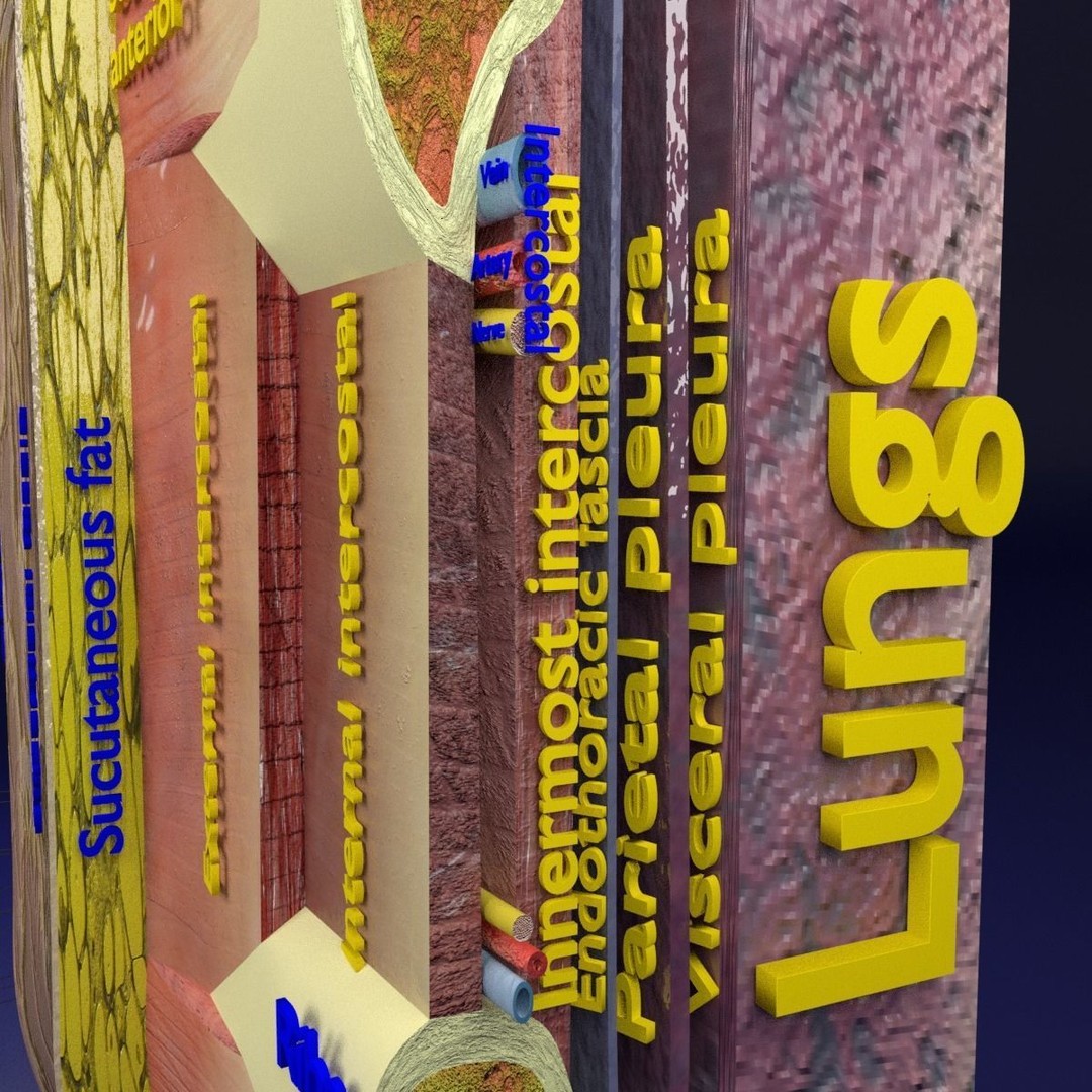 Thoracic Wall Layers 3D Model – Detailed Medical Asset, Blender, FBX, OBJ - View 12
