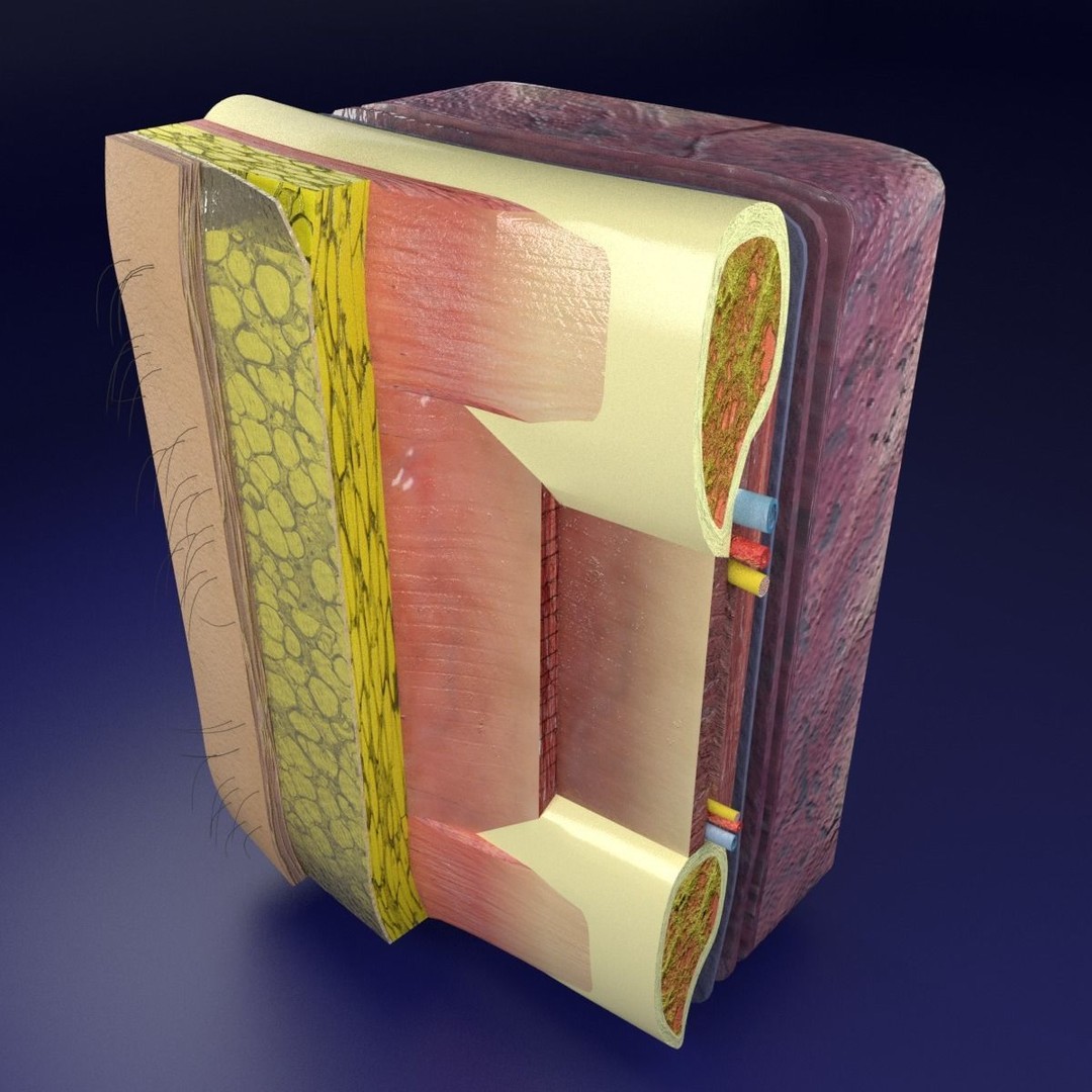 Thoracic Wall Layers 3D Model – Detailed Medical Asset, Blender, FBX, OBJ - View 14