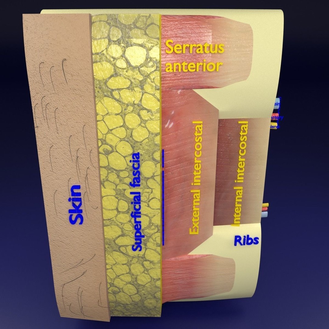 Thoracic Wall Layers 3D Model – Detailed Medical Asset, Blender, FBX, OBJ - View 15