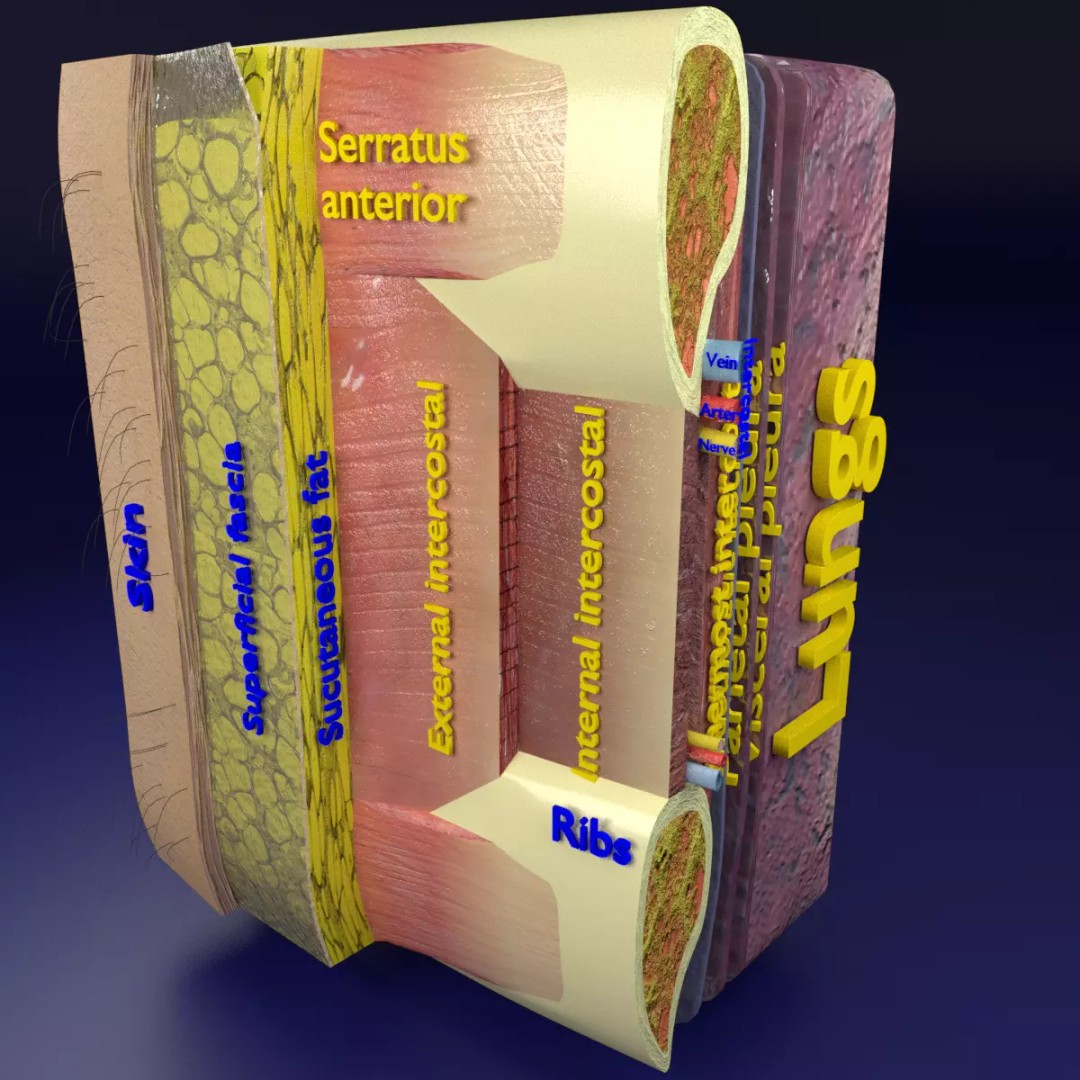Thoracic Wall Layers 3D Model – Detailed Medical Asset, Blender, FBX, OBJ - View 2