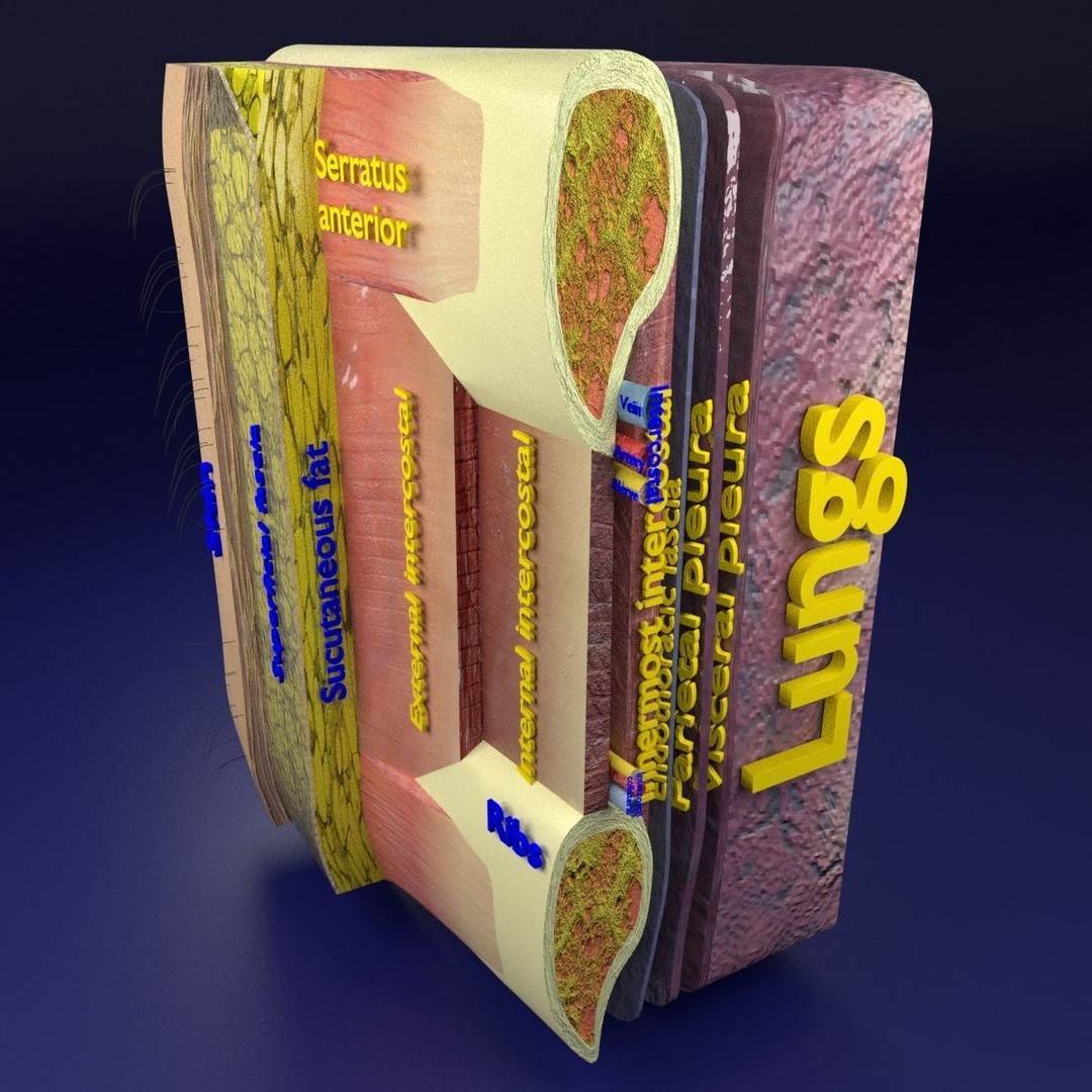 Thoracic Wall Layers 3D Model – Detailed Medical Asset, Blender, FBX, OBJ - View 3