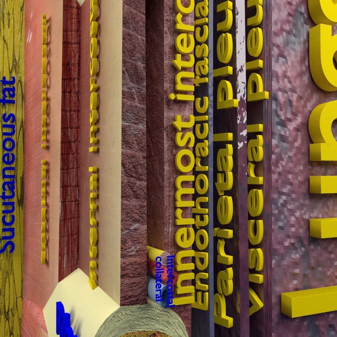 Thoracic Wall Layers 3D Model – Detailed Medical Asset, Blender, FBX, OBJ - View 4