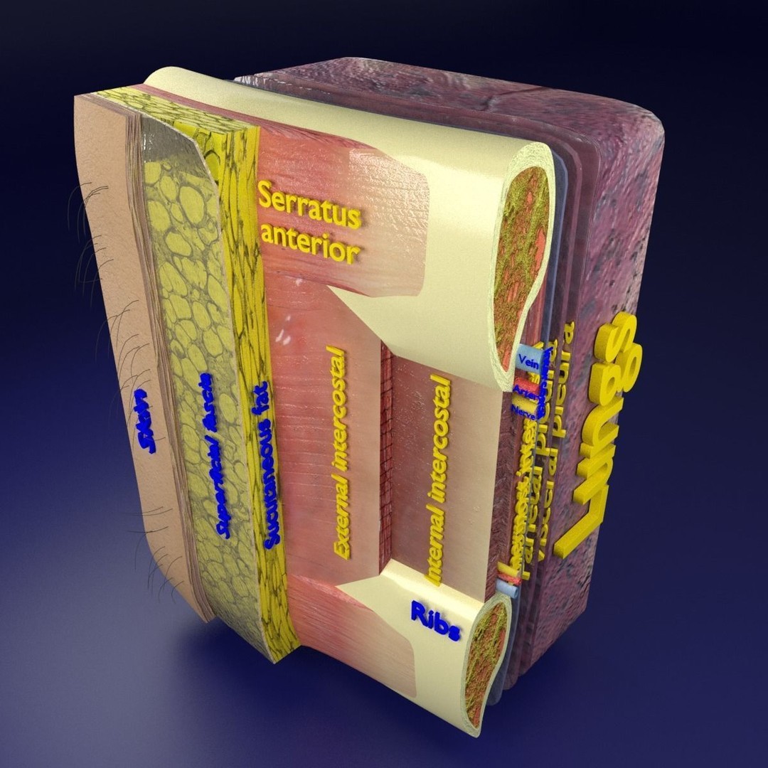 Thoracic Wall Layers 3D Model – Detailed Medical Asset, Blender, FBX, OBJ - View 5