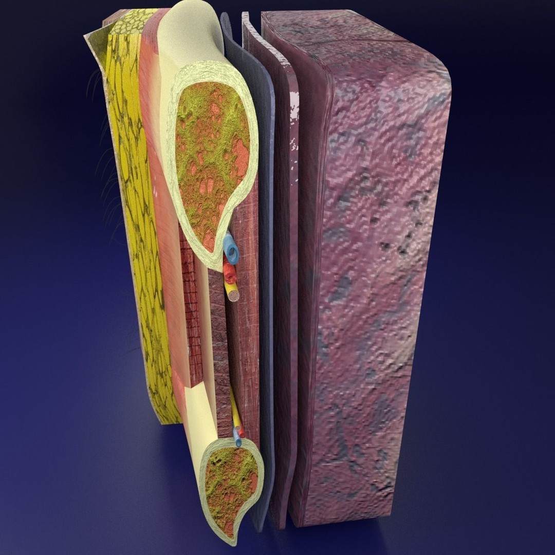 Thoracic Wall Layers 3D Model – Detailed Medical Asset, Blender, FBX, OBJ - View 6