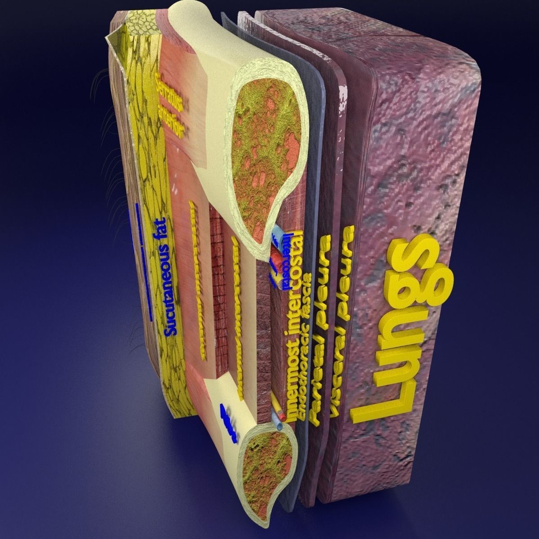Thoracic Wall Layers 3D Model – Detailed Medical Asset, Blender, FBX, OBJ - View 7