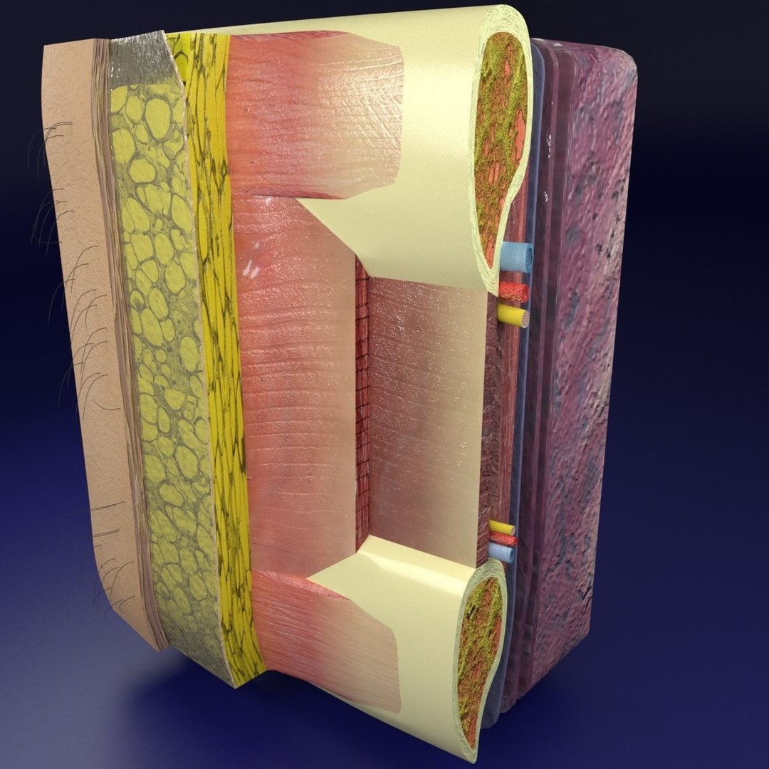 Thoracic Wall Layers 3D Model – Detailed Medical Asset, Blender, FBX, OBJ - View 8
