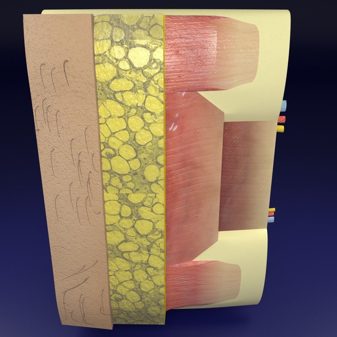 Thoracic Wall Layers 3D Model – Detailed Medical Asset, Blender, FBX, OBJ - View 9