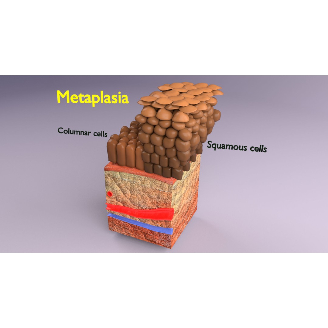 Epithelial Cell 3D Model – Low Poly Medical Asset, UV Mapped Formats - View 10