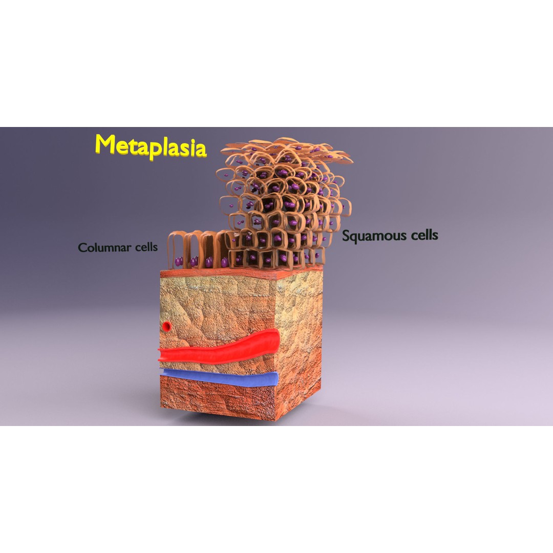 Epithelial Cell 3D Model – Low Poly Medical Asset, UV Mapped Formats - View 11