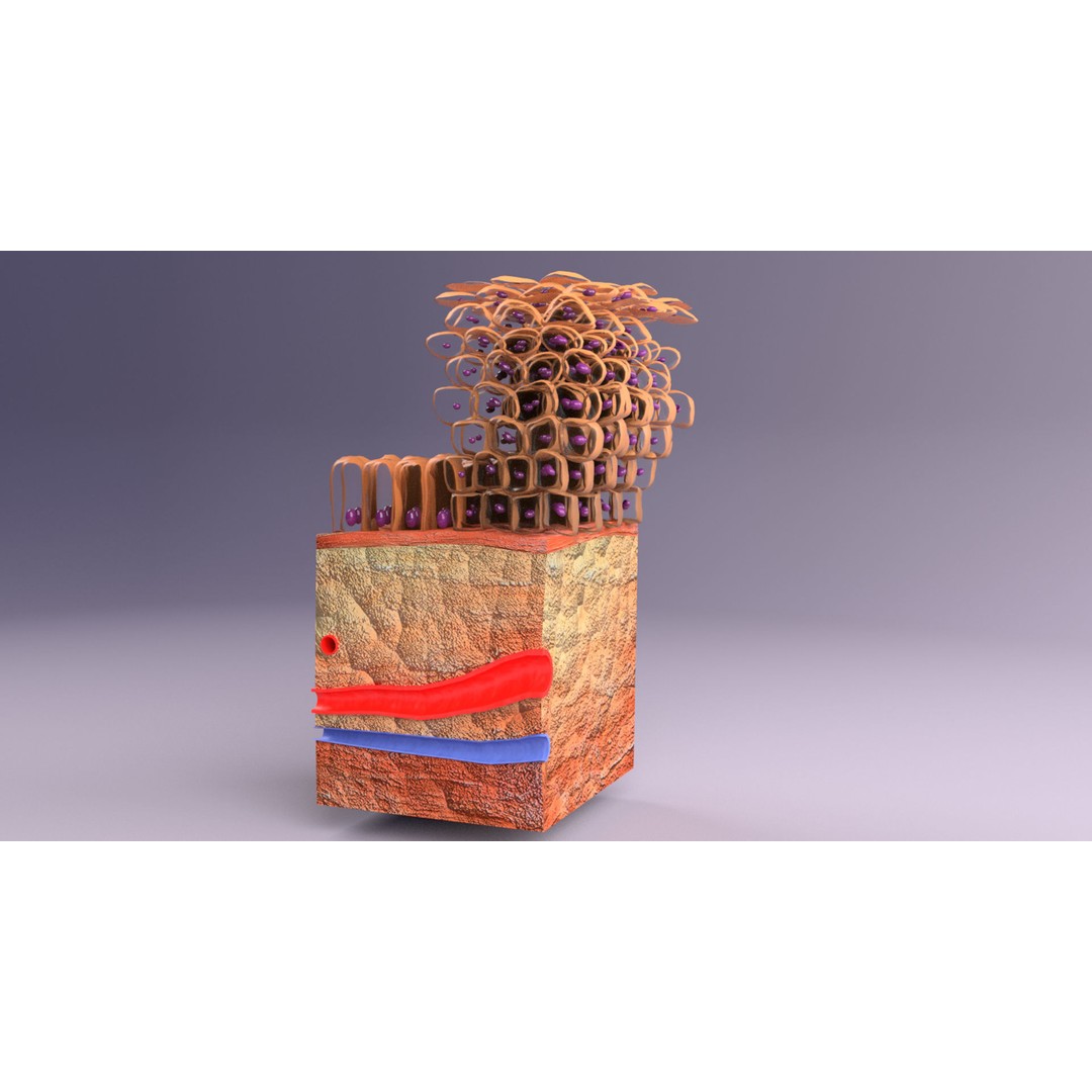 Epithelial Cell 3D Model – Low Poly Medical Asset, UV Mapped Formats - View 12