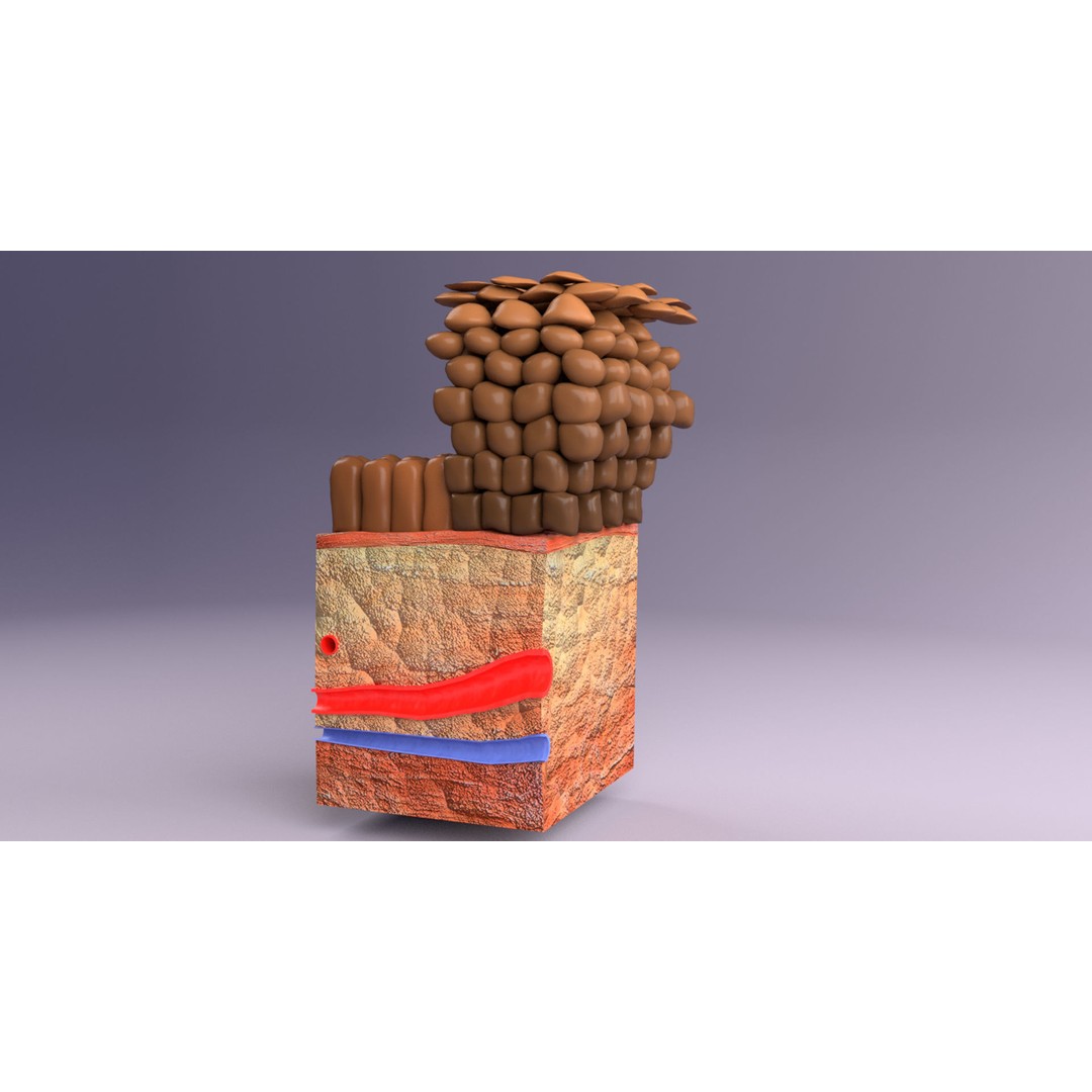 Epithelial Cell 3D Model – Low Poly Medical Asset, UV Mapped Formats - View 13