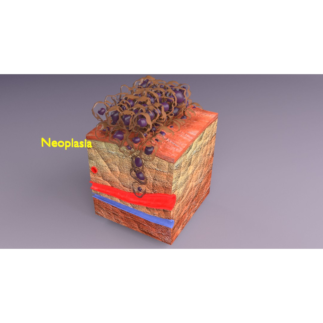 Epithelial Cell 3D Model – Low Poly Medical Asset, UV Mapped Formats - View 14
