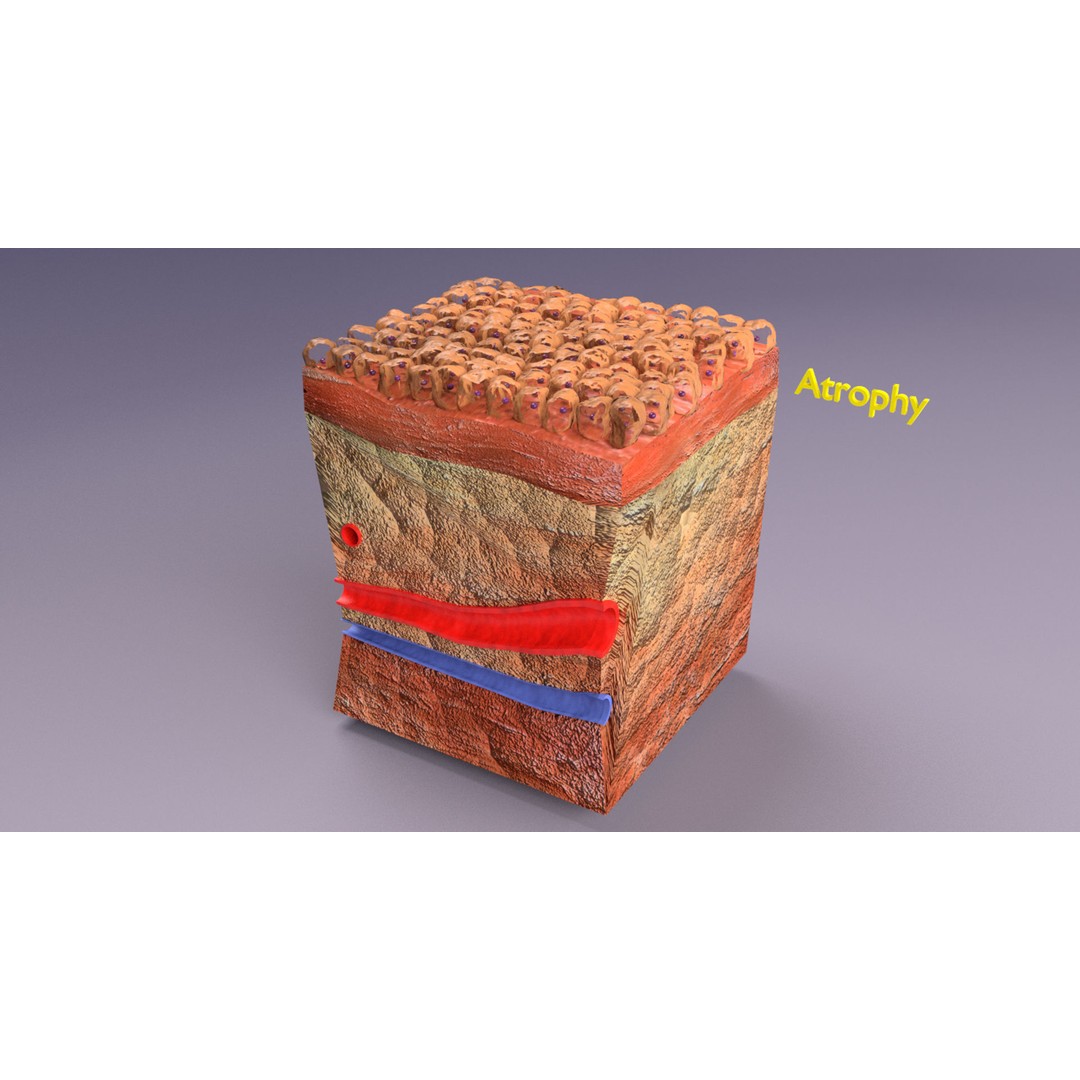 Epithelial Cell 3D Model – Low Poly Medical Asset, UV Mapped Formats - View 15