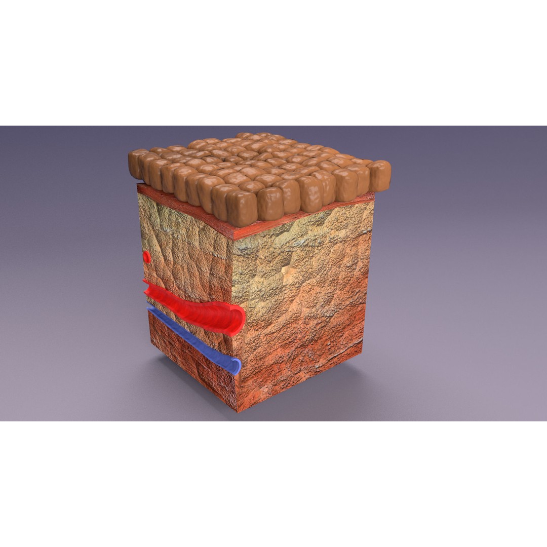 Epithelial Cell 3D Model – Low Poly Medical Asset, UV Mapped Formats - View 16