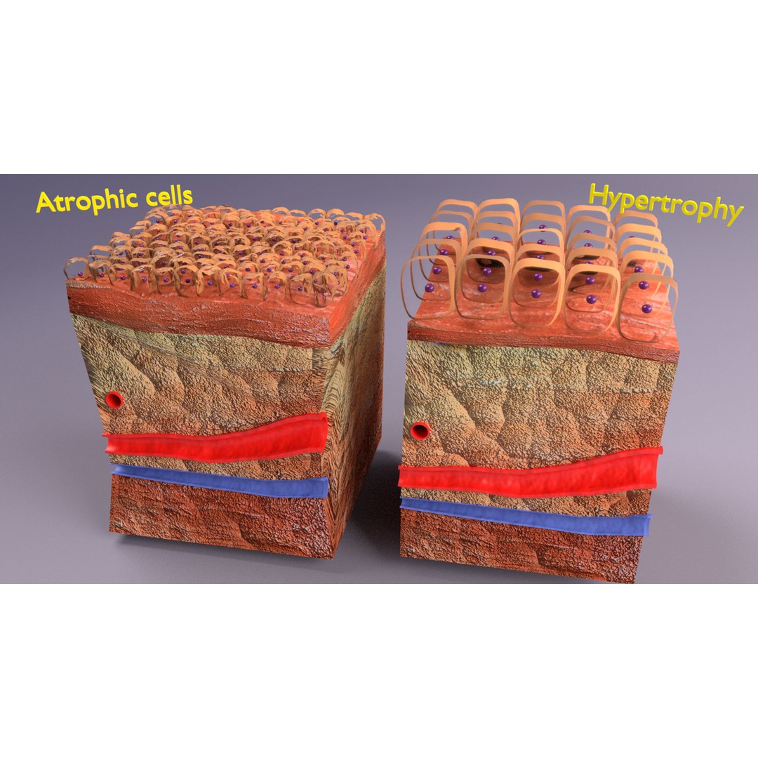 Epithelial Cell 3D Model – Low Poly Medical Asset, UV Mapped Formats - View 17