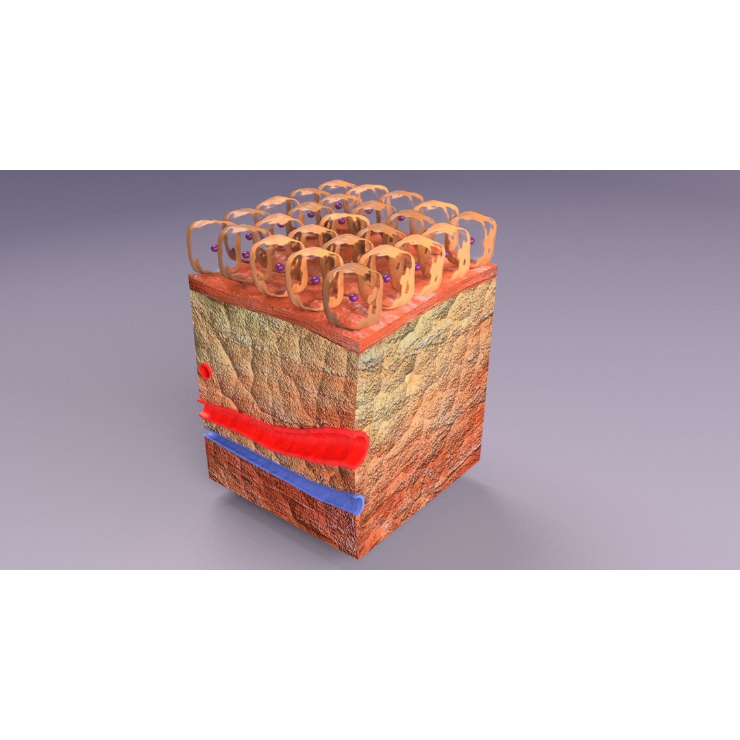 Epithelial Cell 3D Model – Low Poly Medical Asset, UV Mapped Formats - View 21