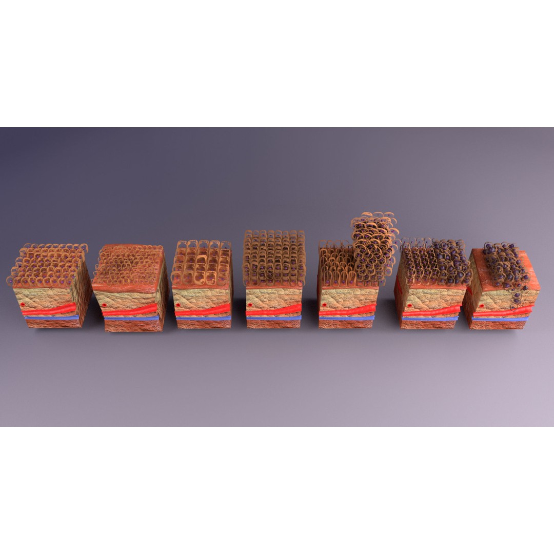 Epithelial Cell 3D Model – Low Poly Medical Asset, UV Mapped Formats - View 23