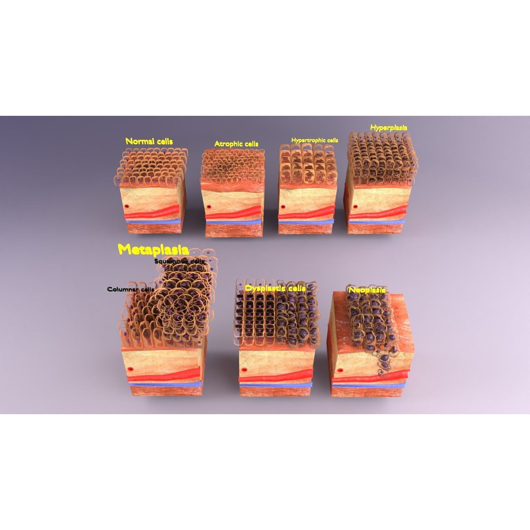 Epithelial Cell 3D Model – Low Poly Medical Asset, UV Mapped Formats - View 3