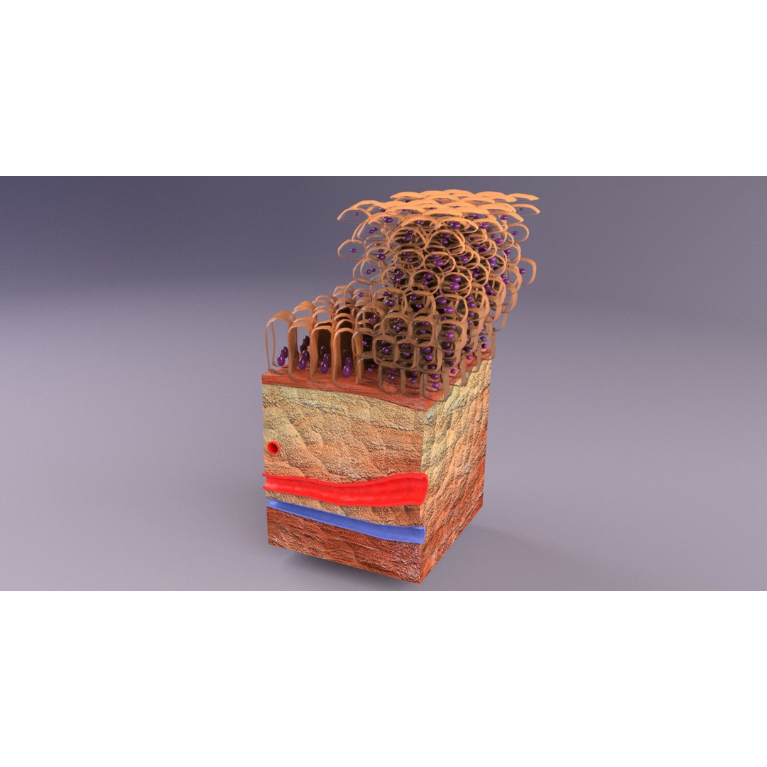 Epithelial Cell 3D Model – Low Poly Medical Asset, UV Mapped Formats - View 5