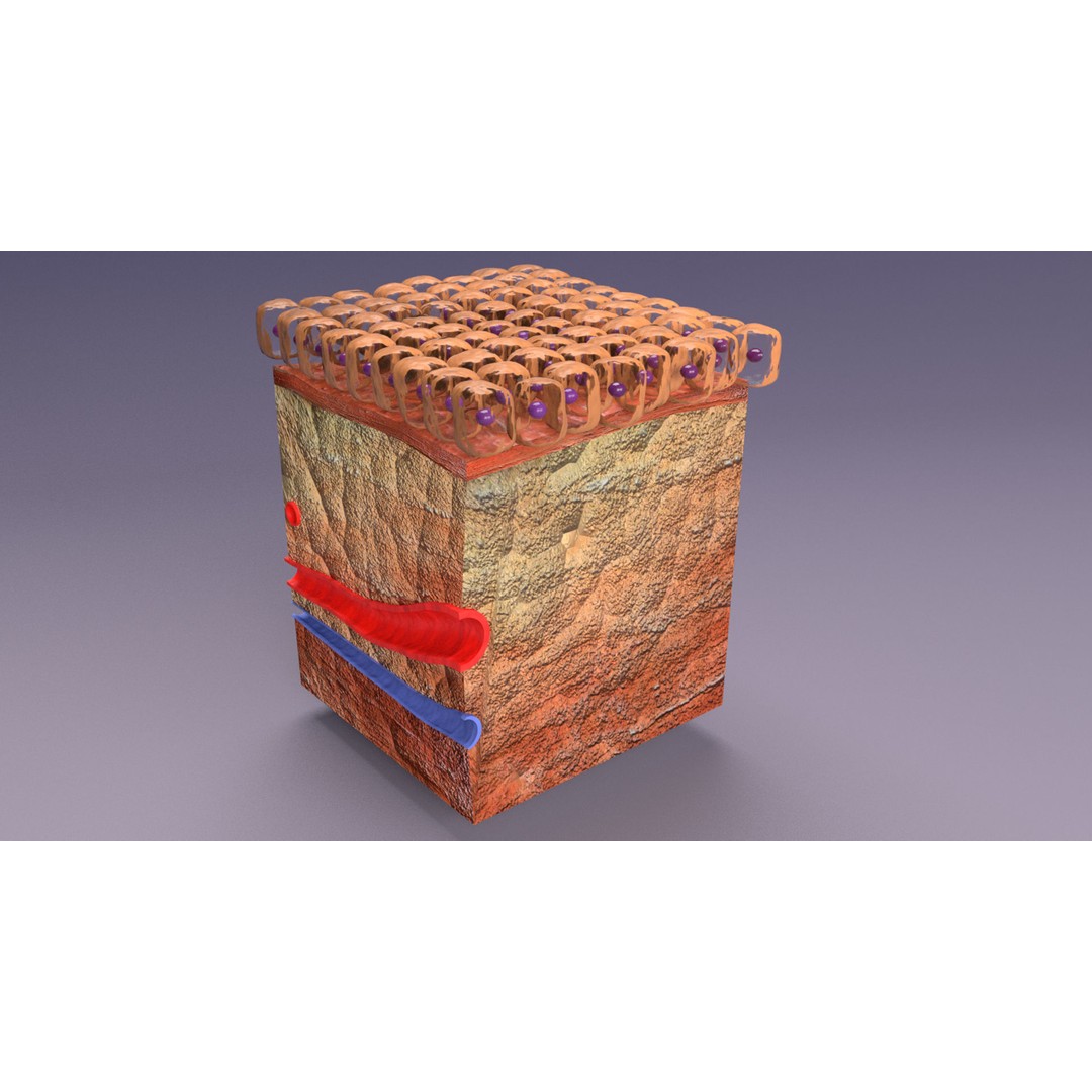 Epithelial Cell 3D Model – Low Poly Medical Asset, UV Mapped Formats - View 6