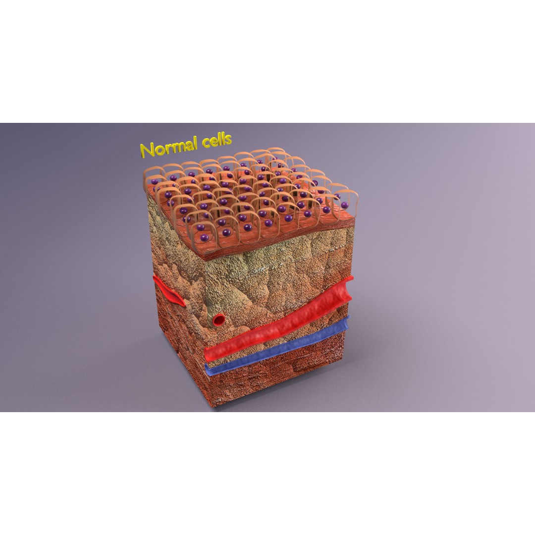 Epithelial Cell 3D Model – Low Poly Medical Asset, UV Mapped Formats - View 7