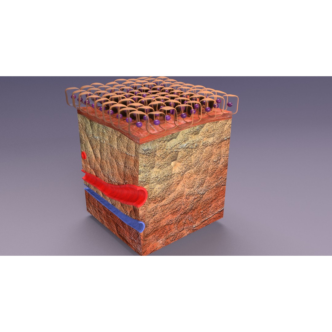 Epithelial Cell 3D Model – Low Poly Medical Asset, UV Mapped Formats - View 8