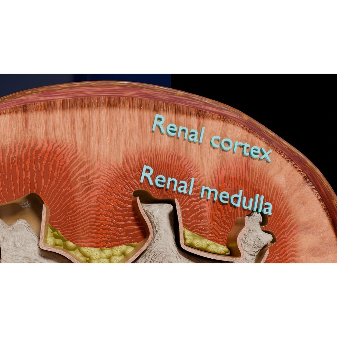 Kidney Stone 3D Model – Low Poly Medical Asset, PBR Textures, FBX - View 6