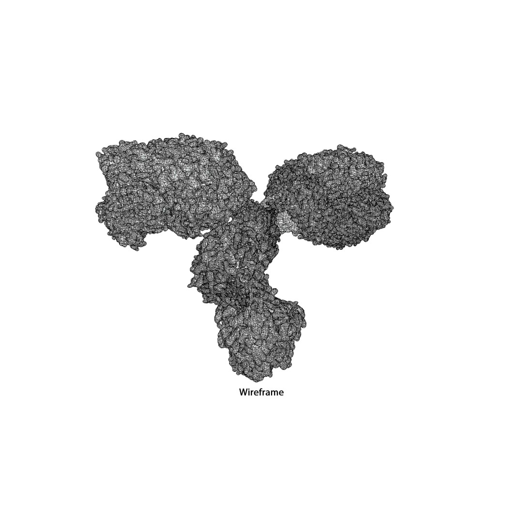 IgG Antibody 3D Model – PBR Textured Medical Asset, FBX & Blender
