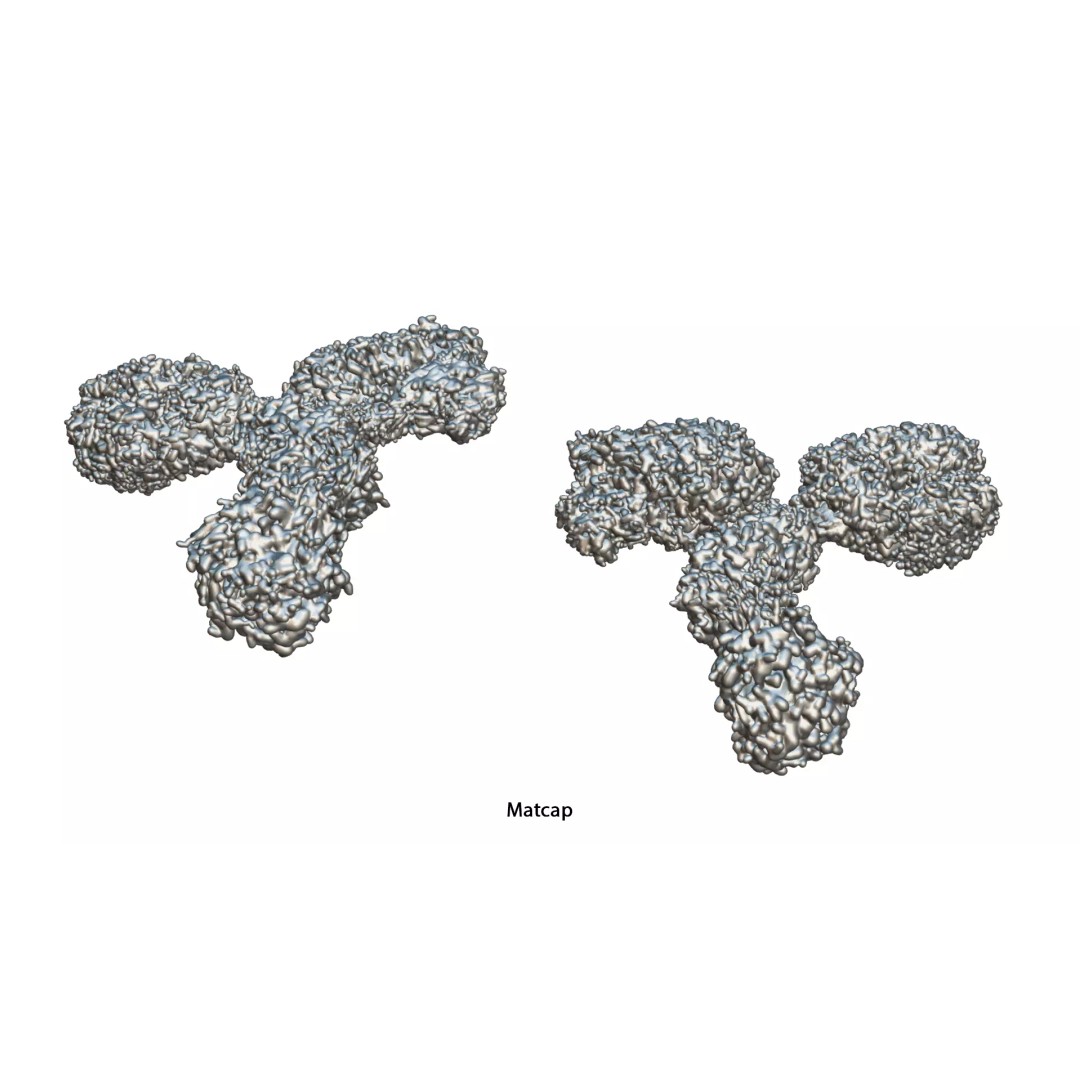 IgG Antibody 3D Model – PBR Textured Medical Asset, FBX & Blender - View 10