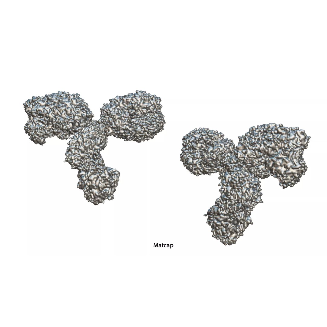 IgG Antibody 3D Model – PBR Textured Medical Asset, FBX & Blender - View 11