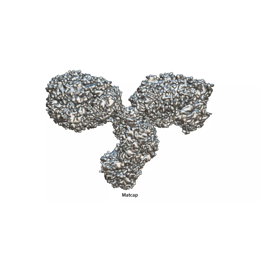 IgG Antibody 3D Model – PBR Textured Medical Asset, FBX & Blender - View 12
