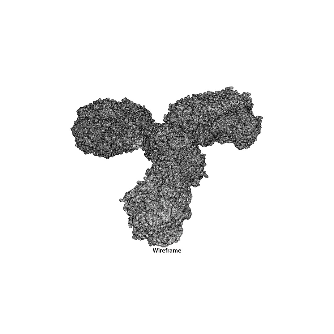 IgG Antibody 3D Model – PBR Textured Medical Asset, FBX & Blender - View 13