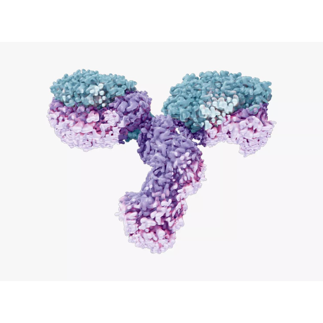 IgG Antibody 3D Model – PBR Textured Medical Asset, FBX & Blender - View 2