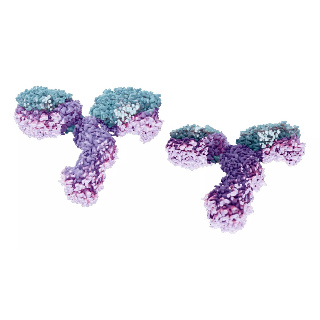 IgG Antibody 3D Model – PBR Textured Medical Asset, FBX & Blender - View 3