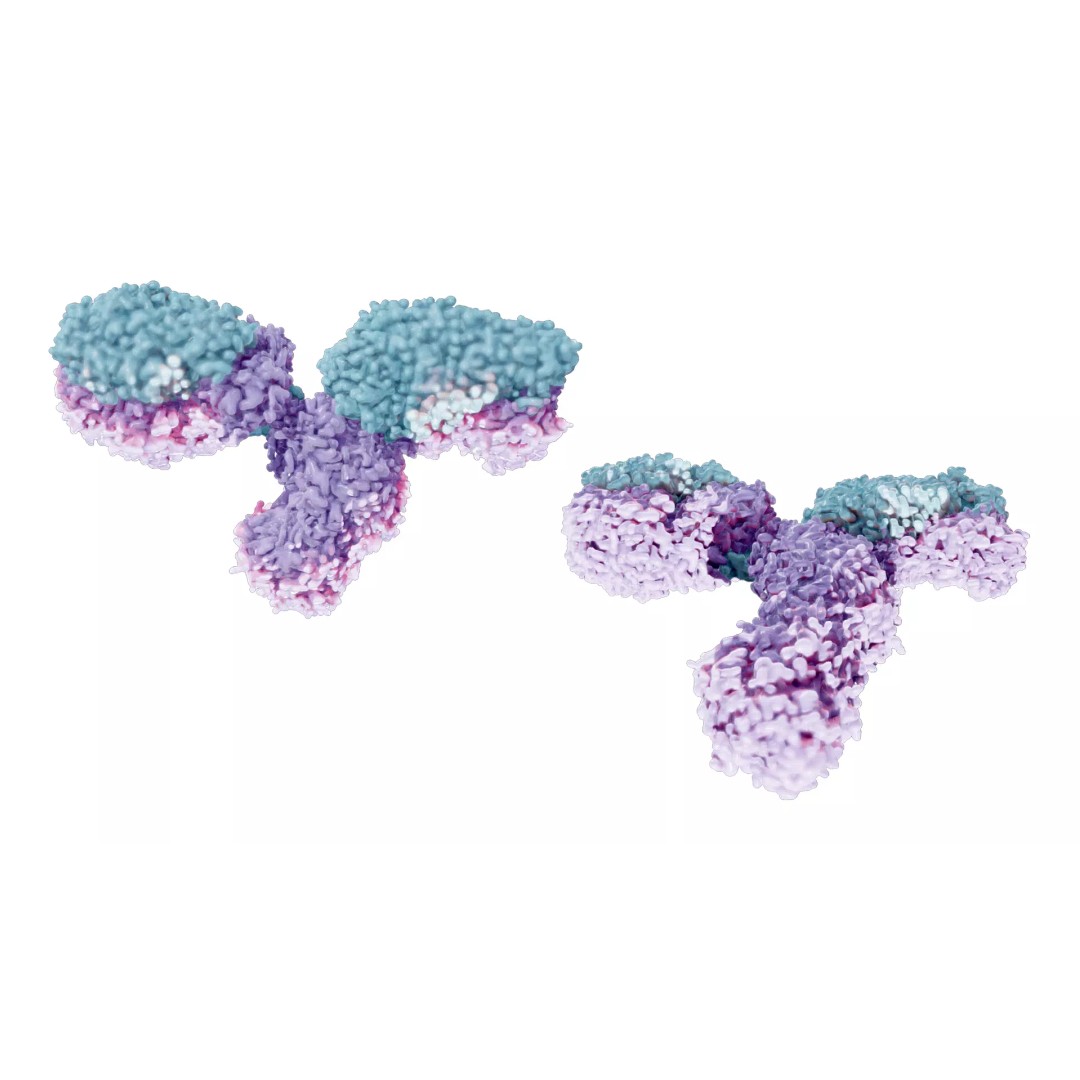 IgG Antibody 3D Model – PBR Textured Medical Asset, FBX & Blender - View 4