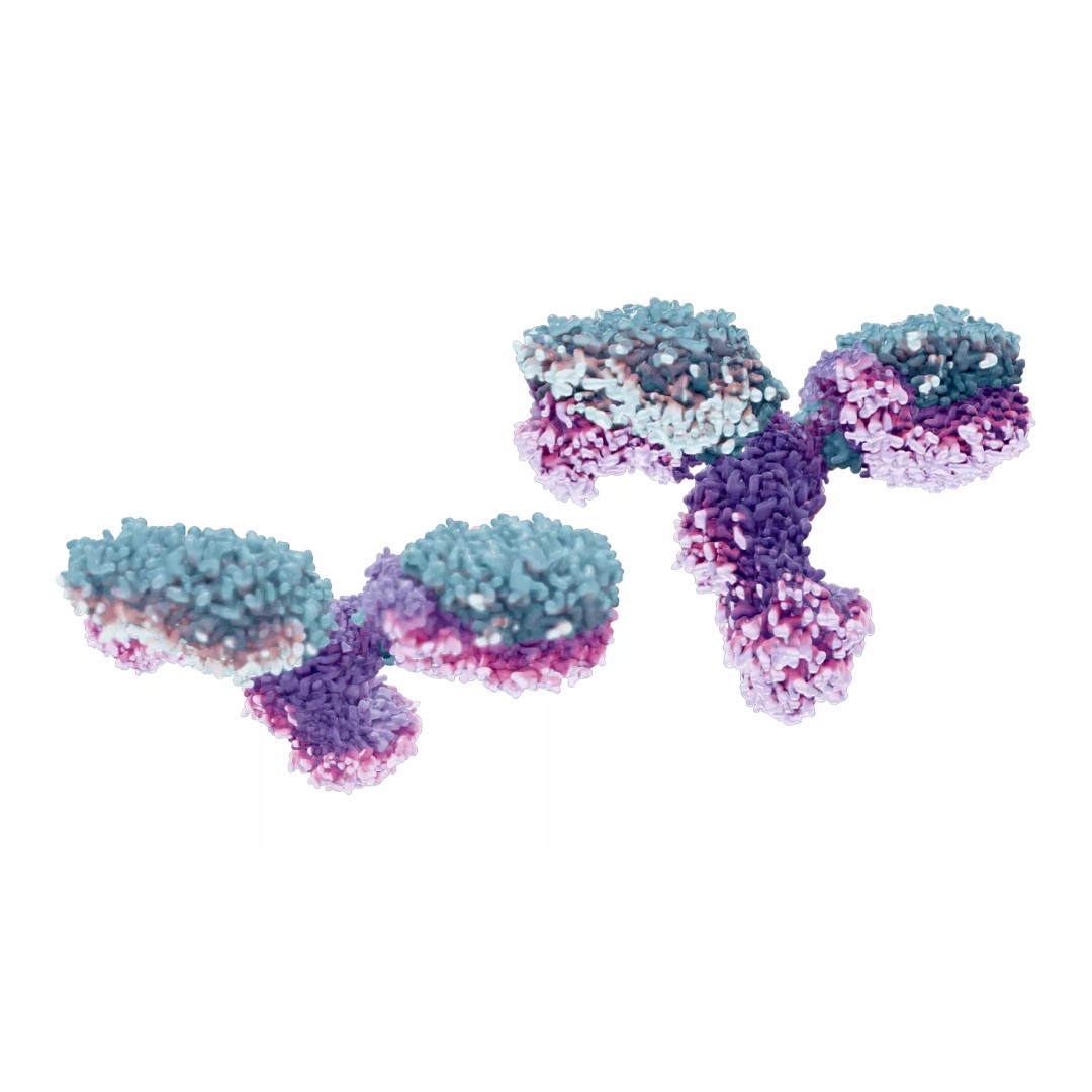 IgG Antibody 3D Model – PBR Textured Medical Asset, FBX & Blender - View 5