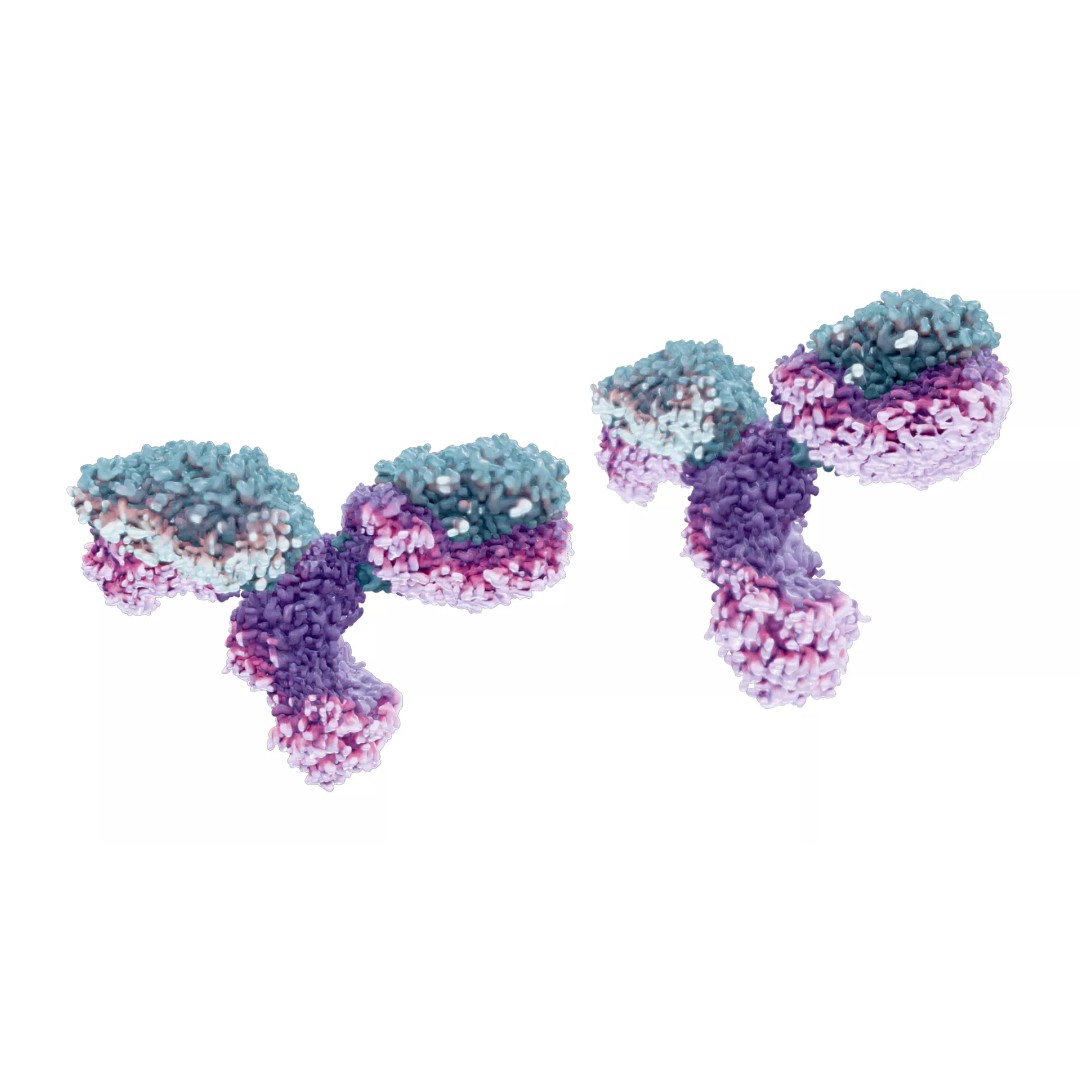 IgG Antibody 3D Model – PBR Textured Medical Asset, FBX & Blender - View 6