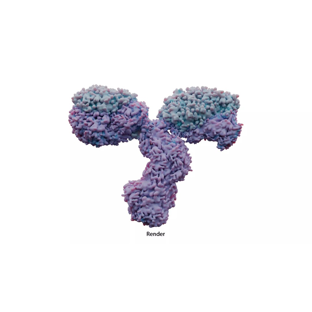 IgG Antibody 3D Model – PBR Textured Medical Asset, FBX & Blender - View 7