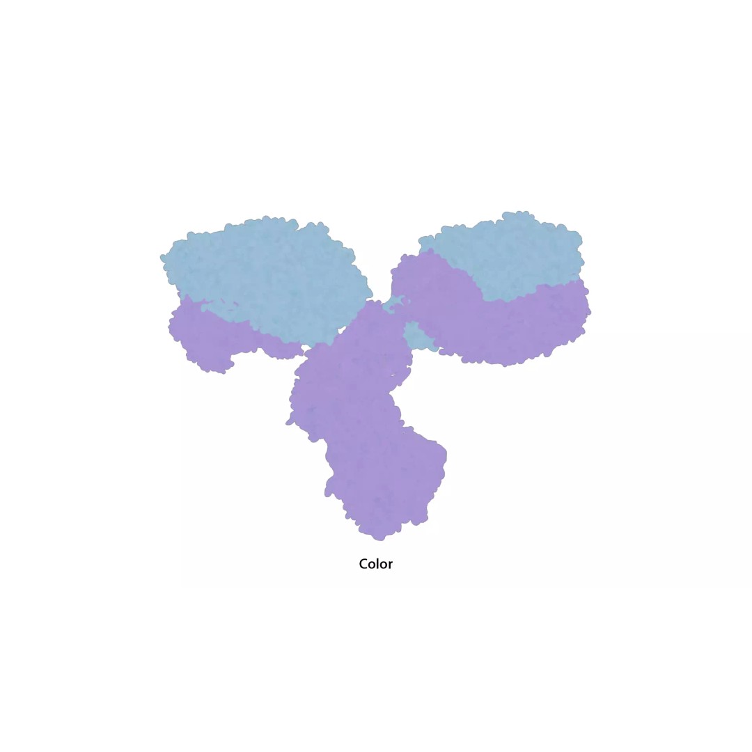 IgG Antibody 3D Model – PBR Textured Medical Asset, FBX & Blender - View 8